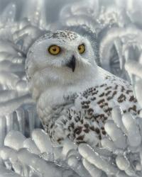 Snowy Owl Sanctuary | Obraz na stenu