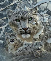 Snow Leopard Collage | Obraz na stenu