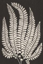 Vintage Ferns II | Obraz na stenu