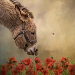 Stop and Smell the Flowers | Obraz na stenu