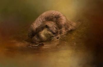 Otter Curiosity | Obraz na stenu