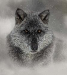 Winter Wolf | Obraz na stenu