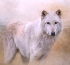 Wolf Quest | Obraz na stenu