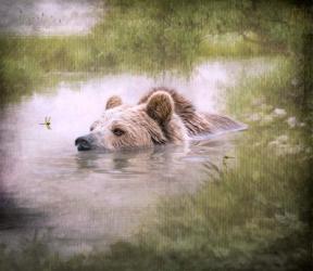 Bearly Swimming | Obraz na stenu