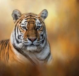 Tiger Queen | Obraz na stenu