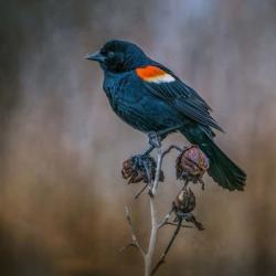 Bringer of Spring | Obraz na stenu