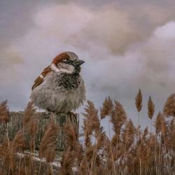 His Eye on the Sparrow | Obraz na stenu