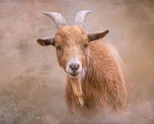 Goat Goodness | Obraz na stenu