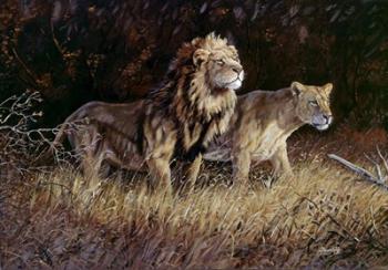 Lions | Obraz na stenu