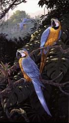 Macaws | Obraz na stenu