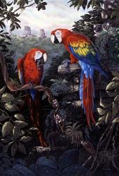 Macaws Red | Obraz na stenu