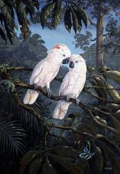Cockatoo | Obraz na stenu