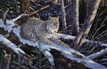Snow Moon Lynx | Obraz na stenu