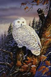 Snowy Owl | Obraz na stenu