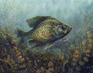 Black Crappie | Obraz na stenu