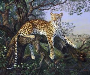 Leopard's Domain | Obraz na stenu