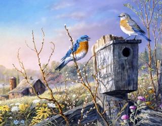 Old Homestead Bluebirds | Obraz na stenu