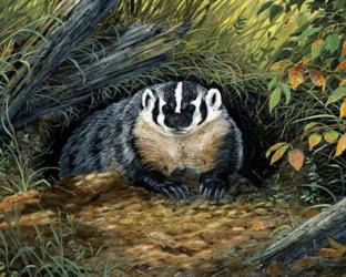 Wisconsin Badger | Obraz na stenu