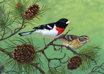 Rose Brested Grosbeaks | Obraz na stenu