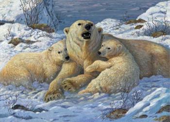 Snow Bears | Obraz na stenu