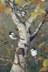 Chickadees In Birch | Obraz na stenu