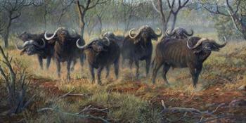 Cape Buffalo | Obraz na stenu