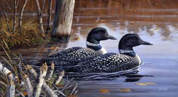 Beaver Pond Loons | Obraz na stenu