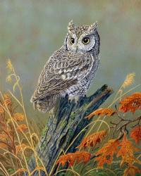 Bright Eyes Screech Owl | Obraz na stenu