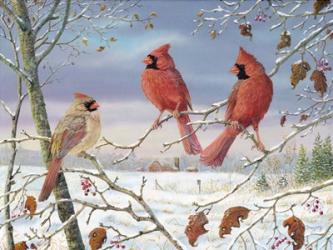 First Snow Cardinals | Obraz na stenu