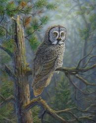 Gray Dawn Owl | Obraz na stenu