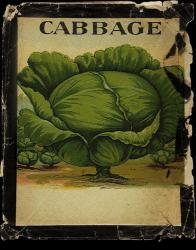 Vintage Cabbage | Obraz na stenu