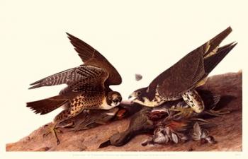 Peregrine Falcon | Obraz na stenu