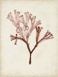 Seaweed Specimens V | Obraz na stenu