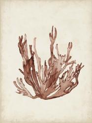 Seaweed Specimens VII | Obraz na stenu