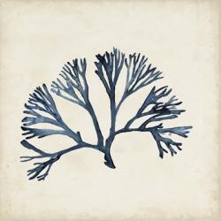 Seaweed Specimens XI | Obraz na stenu