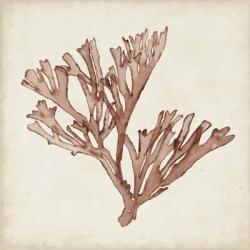 Seaweed Specimens XIII | Obraz na stenu