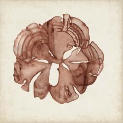 Seaweed Specimens XIV | Obraz na stenu
