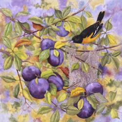 Oriole & Plums | Obraz na stenu