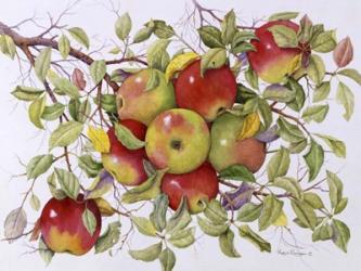 Apples | Obraz na stenu