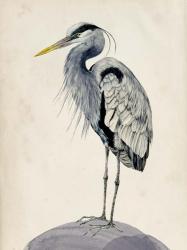 Blue Heron Rendering II | Obraz na stenu