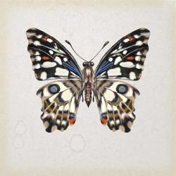Butterfly Study II | Obraz na stenu
