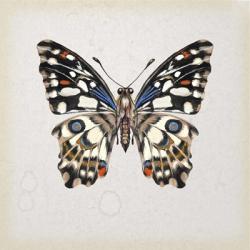 Butterfly Study II | Obraz na stenu