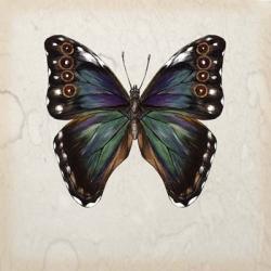 Butterfly Study III | Obraz na stenu