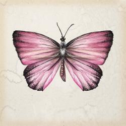 Butterfly Study IV | Obraz na stenu
