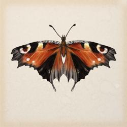 Butterfly Study V | Obraz na stenu