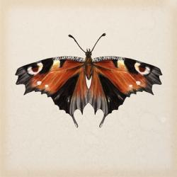 Butterfly Study V | Obraz na stenu
