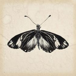 Butterfly Study VI | Obraz na stenu