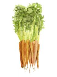 Watercolor Veggie III | Obraz na stenu