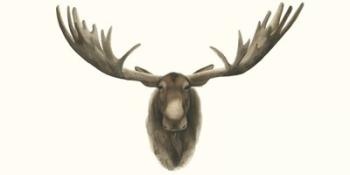 Moose Bust | Obraz na stenu