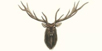 Elk Bust | Obraz na stenu